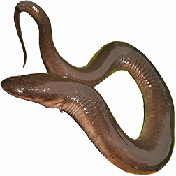  Congo Eel Salamanders